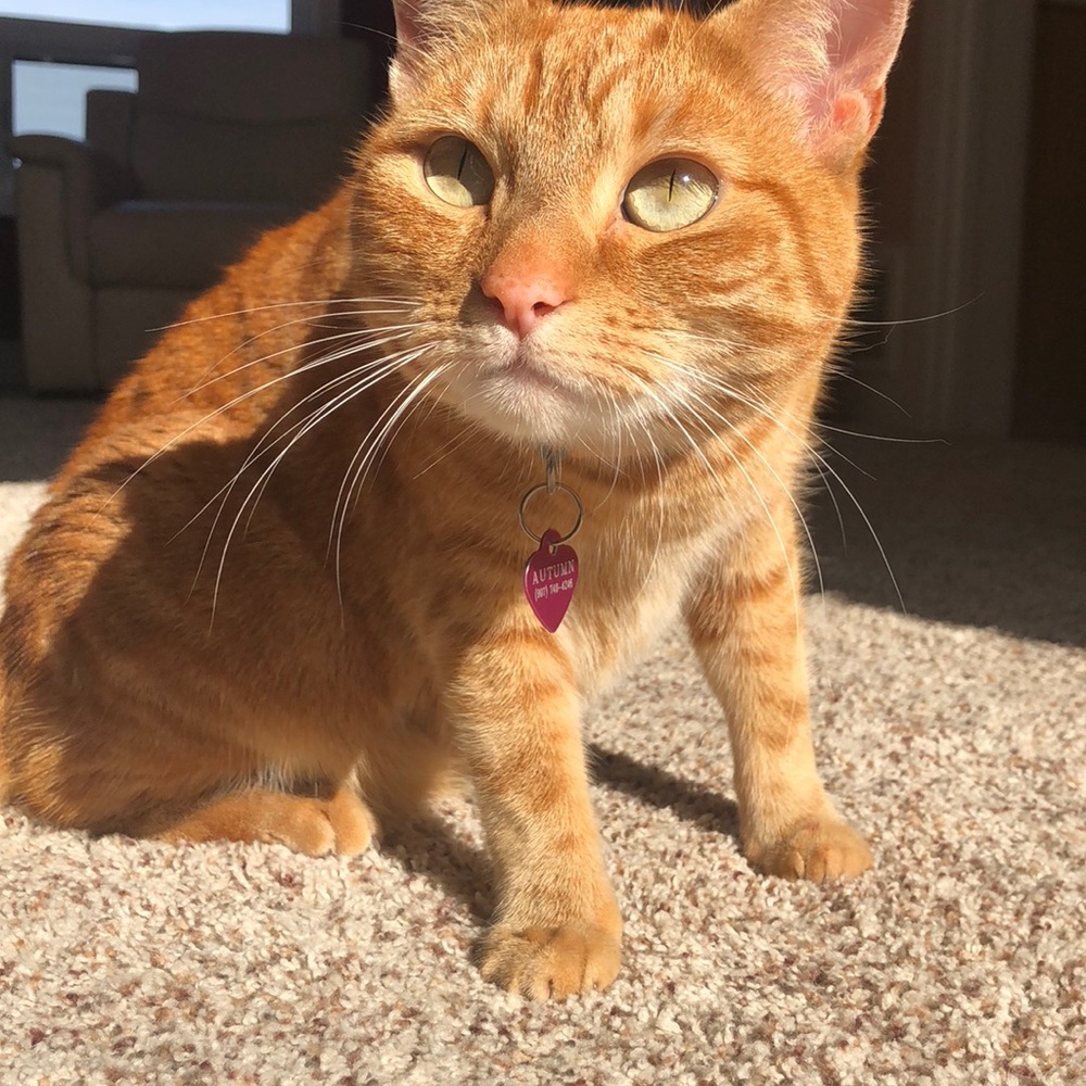 Meet your Posher, Abby